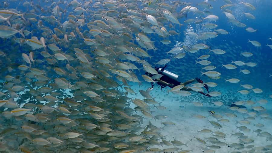 Phuket: Discover Scuba Diving to Racha Yai Island - Why Racha Yai works for a first scuba experience
