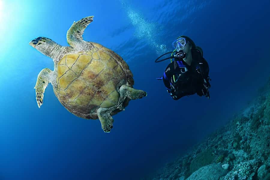 Phuket: Discover Scuba Diving to Racha Yai Island - The second 45-minute underwater session