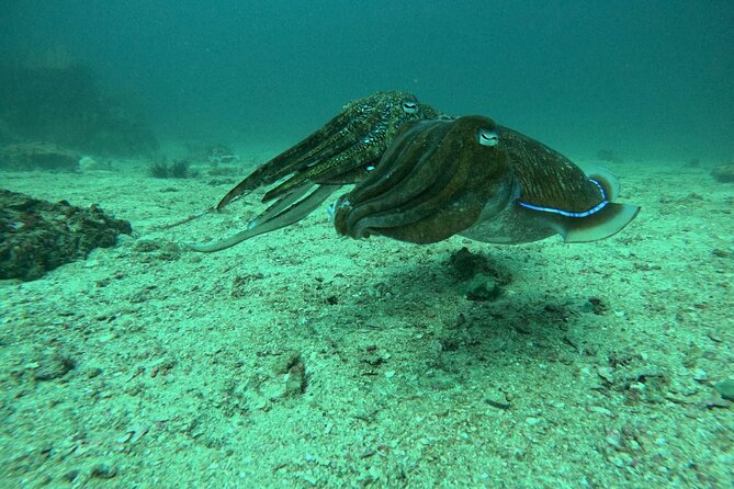 Phuket: PADI Discover Scuba Diving 1 beach dive - Key points to know before booking