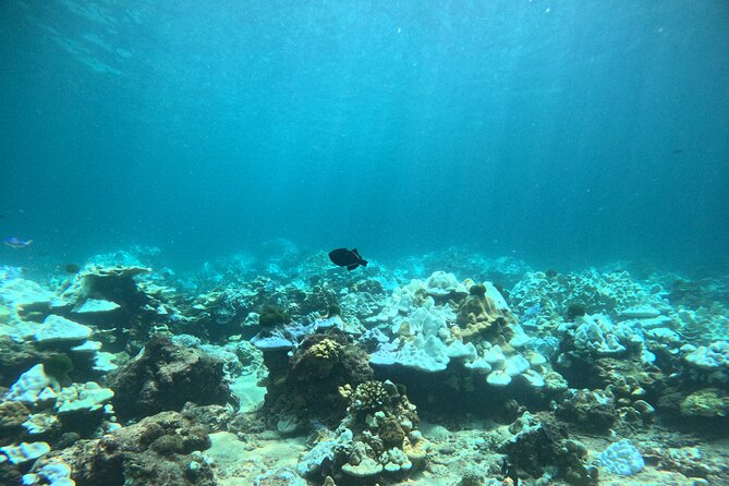 Phuket: PADI Discover Scuba Diving 1 beach dive - Language support and personal attention