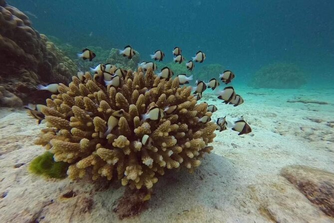 Phuket: Scuba Dive Racha and Coral Islands with Snorkeling Tour - What the $89.17 price really covers