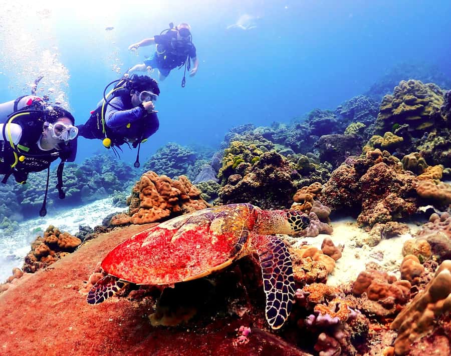 Phuket: Scuba Diving Maithon Or Racha Islands For All Levels - Key points before you book
