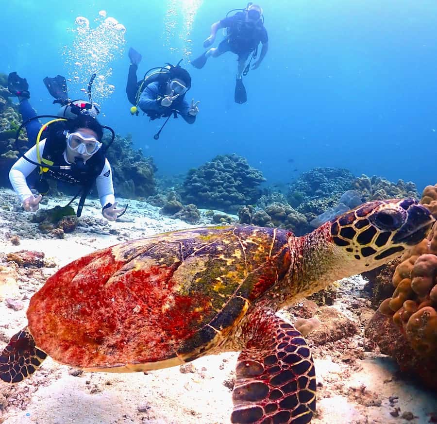 Phuket: Scuba Diving Maithon Or Racha Islands For All Levels - Choosing between Racha Yai, Racha Noi, and Maiton