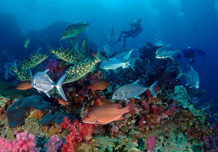 Phuket: Scuba Diving Maithon Or Racha Islands For All Levels - What certified divers can expect