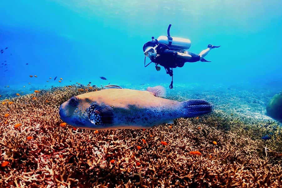 Phuket: Scuba Diving Maithon Or Racha Islands For All Levels - Racha Yai and Racha Noi underwater