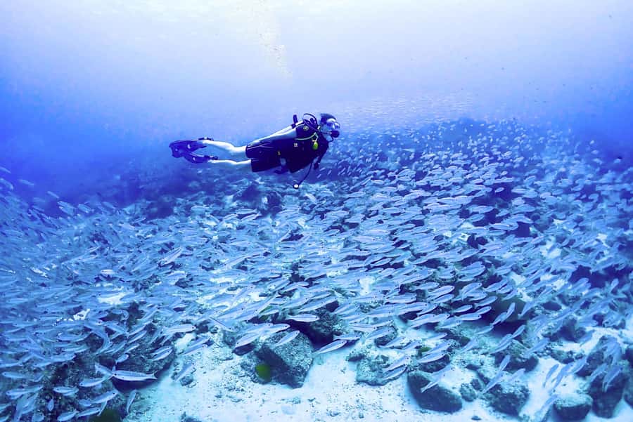 Phuket: Scuba Diving Maithon Or Racha Islands For All Levels - Food, equipment, and time between sessions