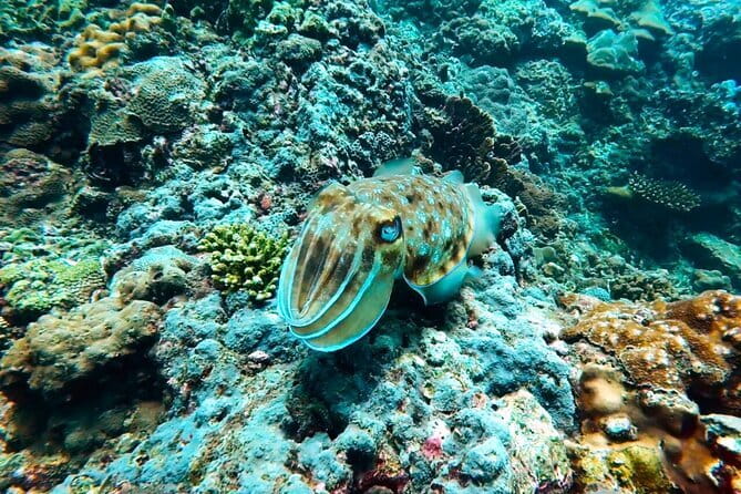 Phuket Scuba Diving Maiton Private Island Small Group or Snorkel - Maiton Island gives this outing its appeal