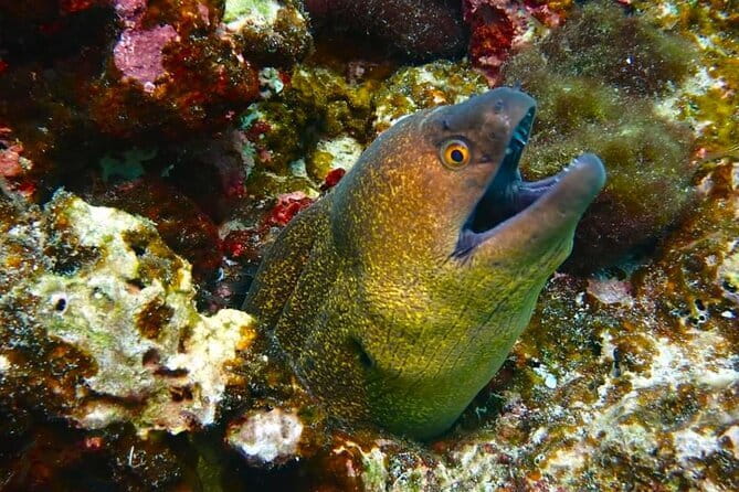 Phuket Scuba Diving Maiton Private Island Small Group or Snorkel - Who will enjoy this most?