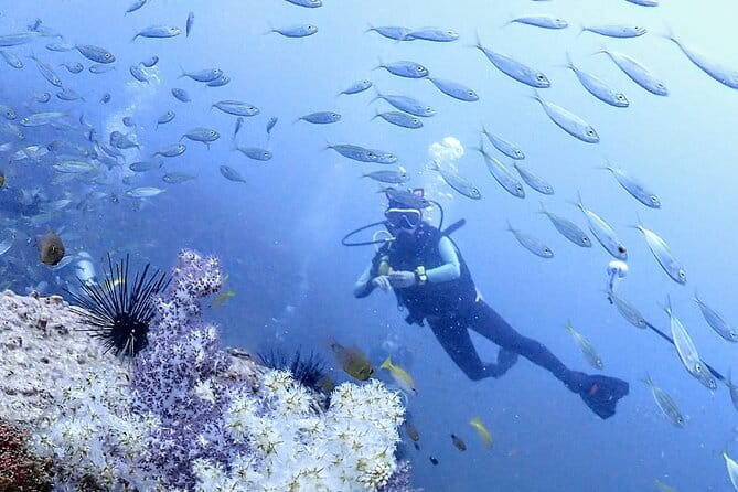Phuket Scuba Diving Phi Phi Islands (Certified Divers Only) - Why this Phuket day trip works well
