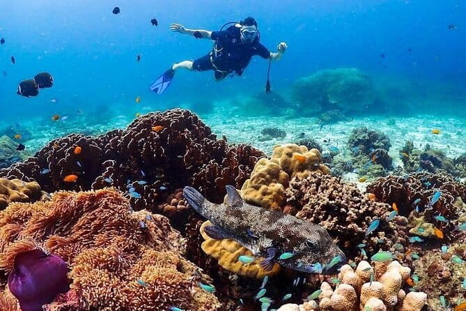 Phuket Scuba Diving Phi Phi Islands (Certified Divers Only) - Three sessions with professional supervision