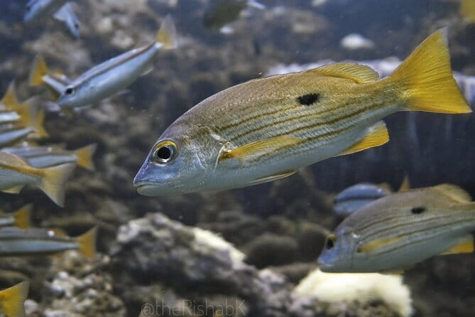 Phuket Scuba Diving Phi Phi Islands (Certified Divers Only) - Breakfast and the boat routine