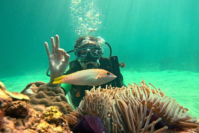 Phuket Scuba Diving: Racha Island Or Maiton Island For All Levels - What makes Racha Yai and Racha Noi different