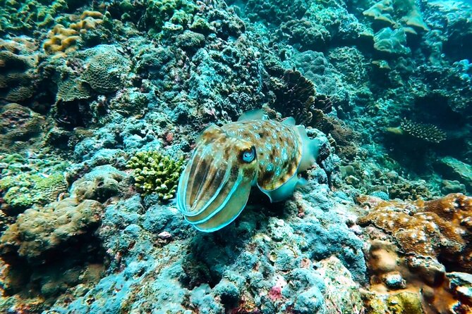 Phuket Scuba Diving: Racha Island Or Maiton Island For All Levels - The boat ride, meals, and time between sessions