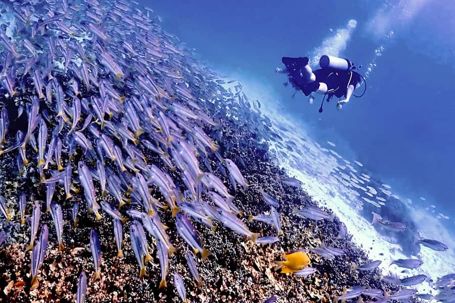 Phuket Scuba Diving Racha Islands 1-3 Dives For All Levels - Choosing between Racha Yai and Racha Noi