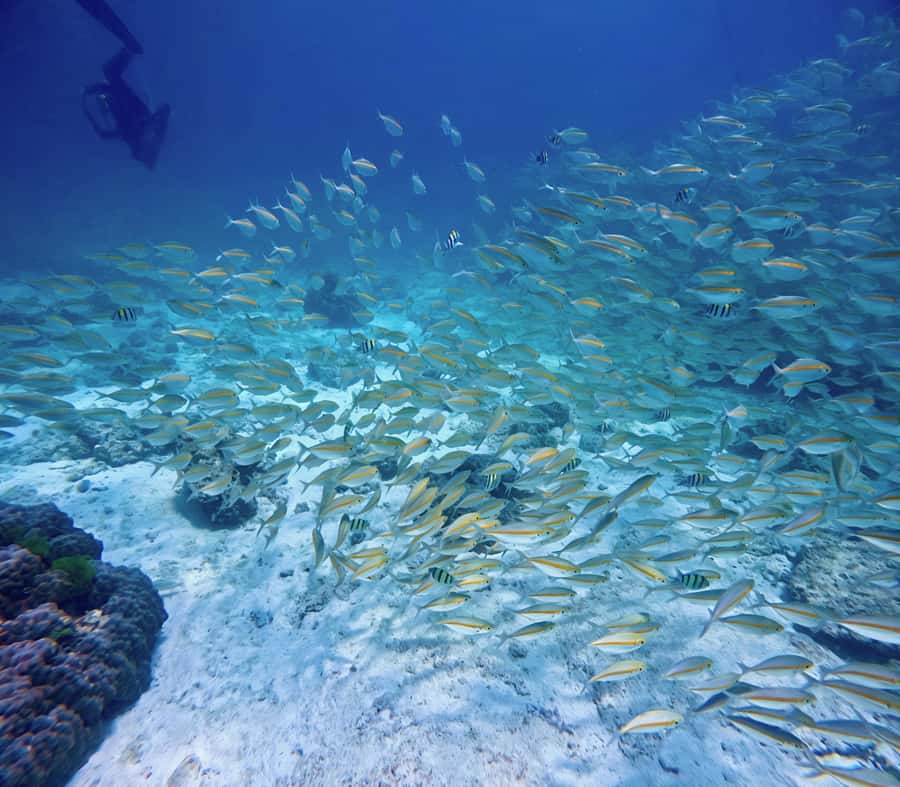 Phuket Scuba Diving Racha Islands 1-3 Dives For All Levels - Lunch at Racha Noi and the second session