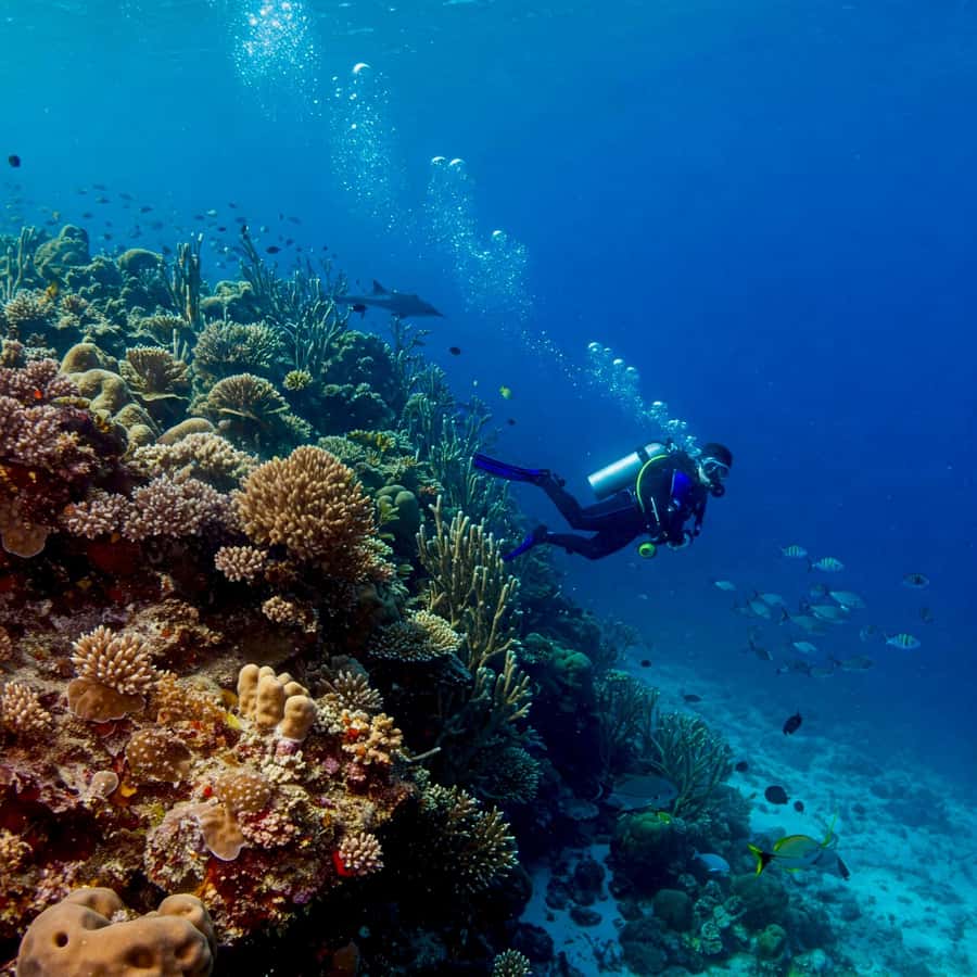 Phuket Scuba Diving Racha Islands 1-3 Dives For All Levels - Marine life, coral, and visibility