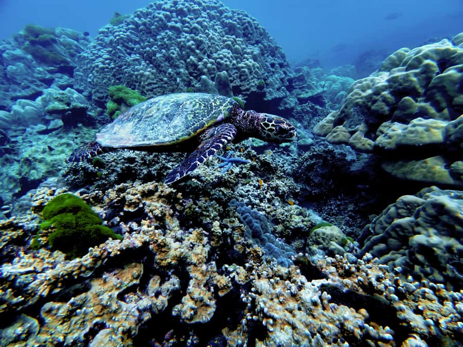 Phuket Scuba Diving Racha Islands 1-3 Dives For All Levels - Is $147 good value?