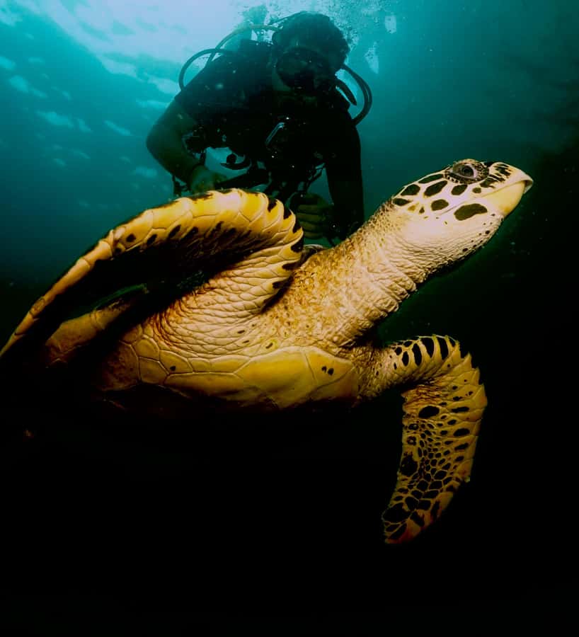 Phuket: Try SCUBA DIVING Full Day Experience 2 Dives - Is $167 good value?