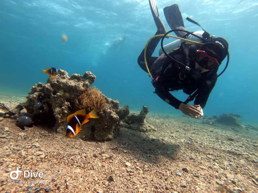 Pivate scuba diving in the Red Sea of Aqaba - What certified participants should expect