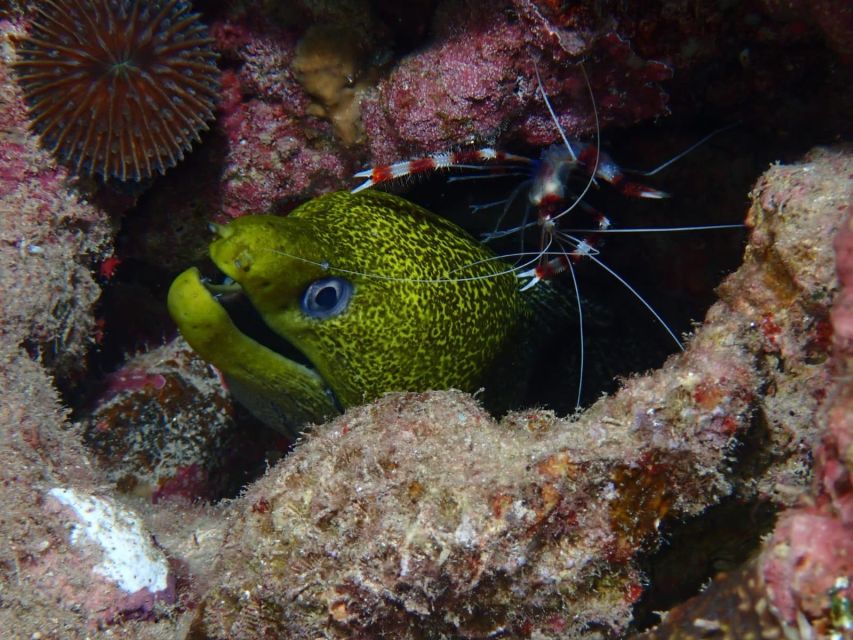 Pivate scuba diving in the Red Sea of Aqaba - Safety, health rules, and comfort
