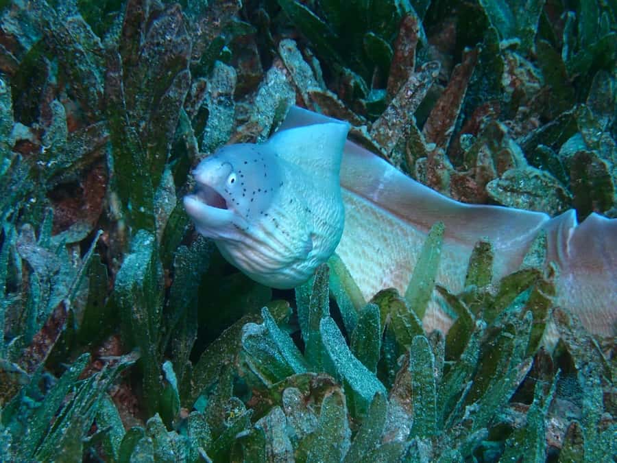 Pivate scuba diving in the Red Sea of Aqaba - Who will enjoy this Aqaba experience most