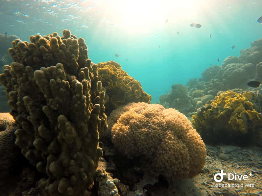 Pivate scuba diving in the Red Sea of Aqaba - Why the beginner training matters