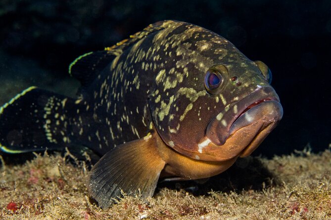 Plakias: Try Scuba Diving first time - Private, from 8 yrs. - Souda Beach and the Mediterranean sea life
