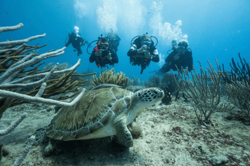 Playa del Carmen: Guided Reef Diving for Certified Divers - Why this Playa del Carmen trip works for certified divers