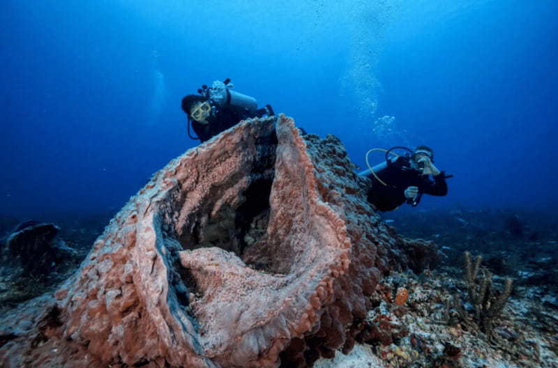 Playa del Carmen: Guided Reef Diving for Certified Divers - Reaching the reef sites by boat