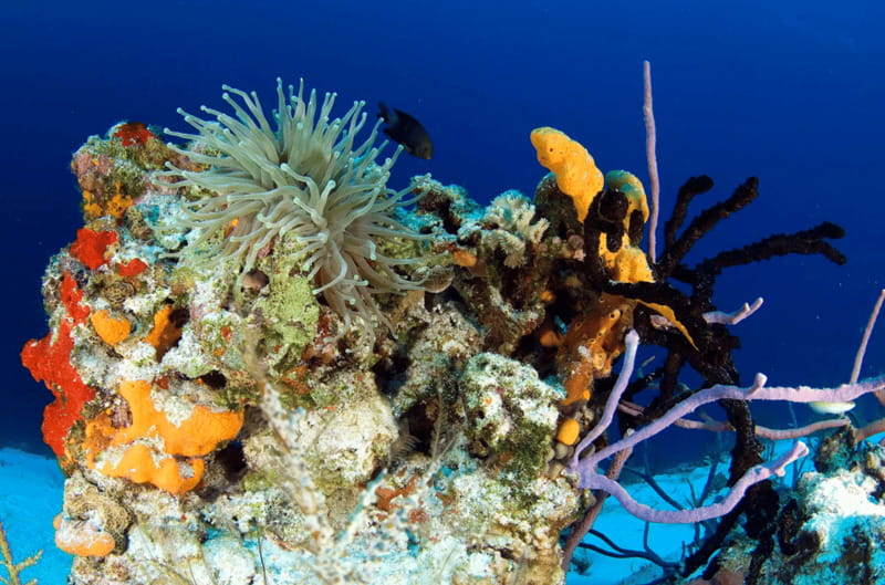 Playa del Carmen: Guided Reef Diving for Certified Divers - The morning briefing and equipment setup