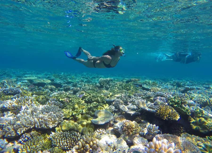 Port Douglas: Outer Barrier Reef Snorkel and Dive Options - Stop One: Your First Look at the Outer Reef