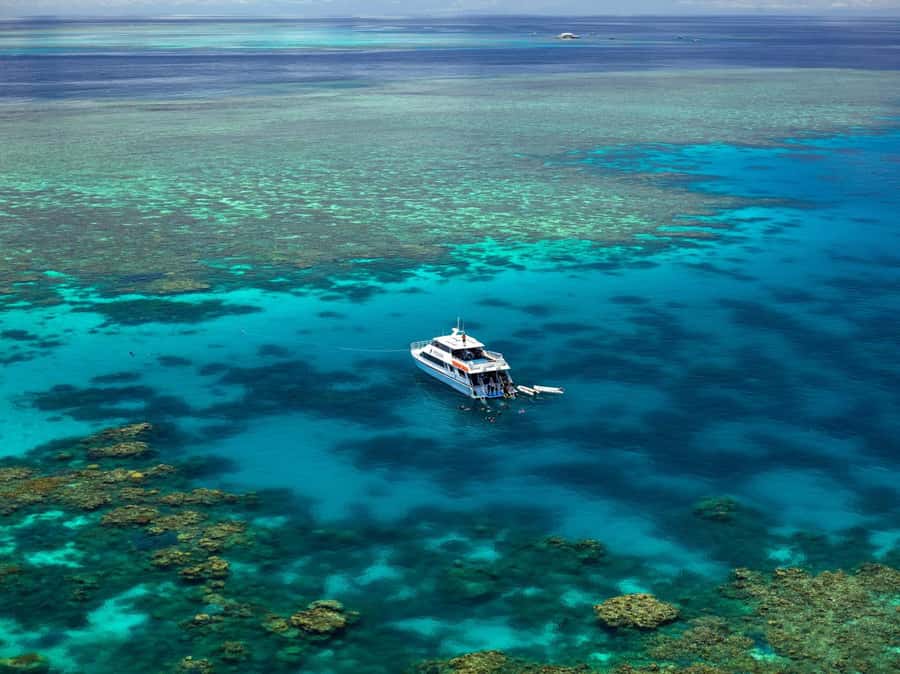 Port Douglas: Poseidon Outer Barrier Reef Dive and Snorkel - Second and third sites: more reef time, more variety