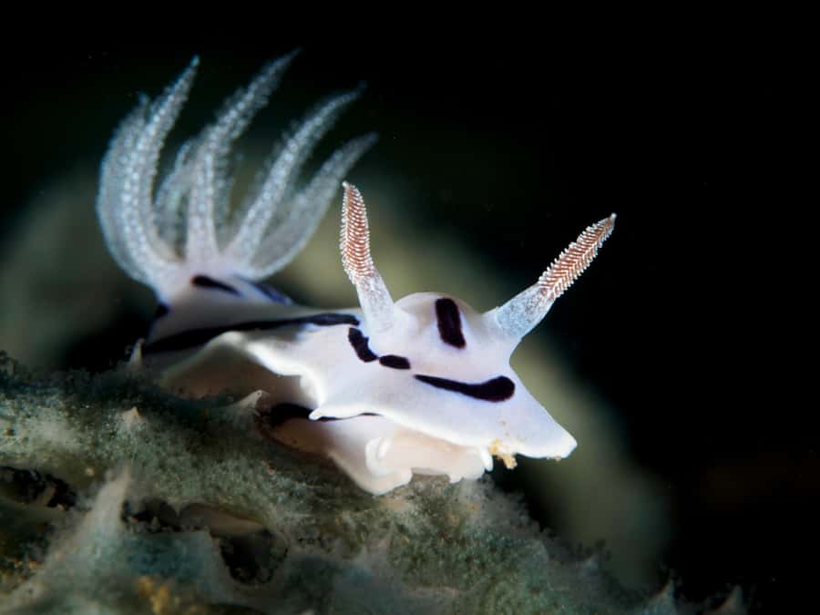 Port Douglas: Premium Outer Reef Dive Trip - Why three reef sites matter