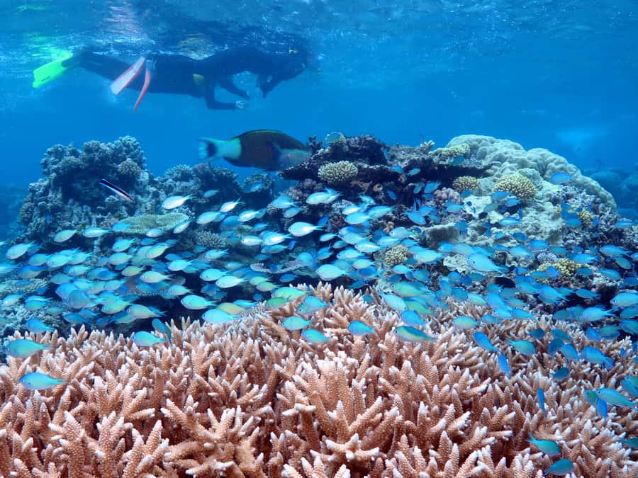 Port Douglas: Silversonic Great Barrier Reef Dive & Snorkel - What snorkelers receive on the boat
