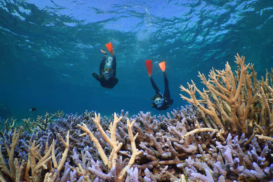 Port Douglas: Silversonic Great Barrier Reef Dive & Snorkel - Scuba options for beginners and certified swimmers