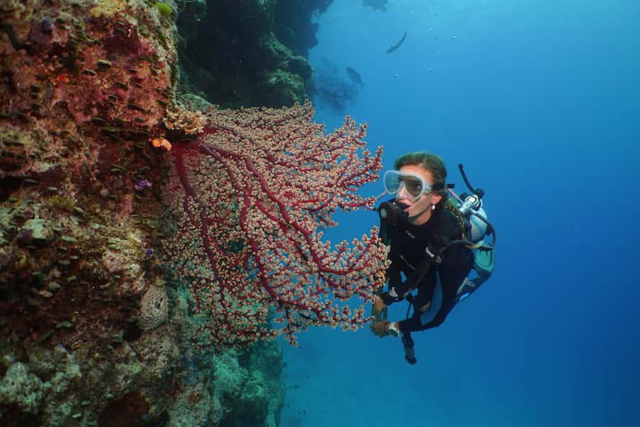 Port Douglas: Silversonic Great Barrier Reef Dive & Snorkel - Who should book this reef trip?