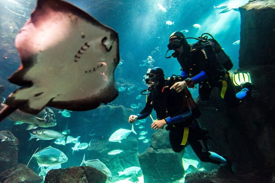 Porto Moniz: Diving with Sharks and Rays in Madeira Aquarium - Key points to know before booking