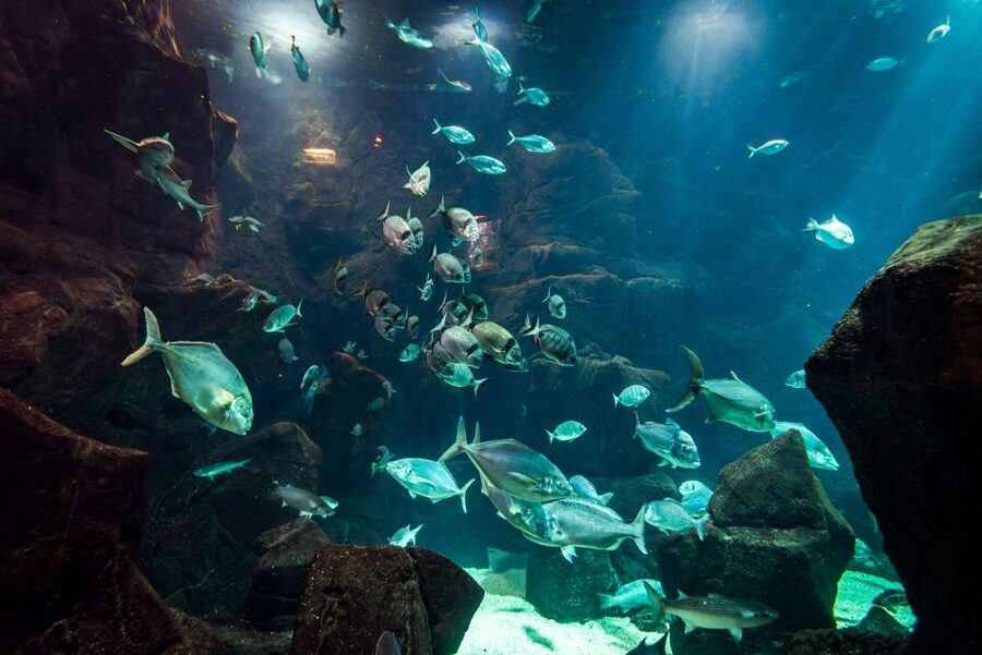 Porto Moniz: Diving with Sharks and Rays in Madeira Aquarium - Porto Moniz gives the experience a natural start