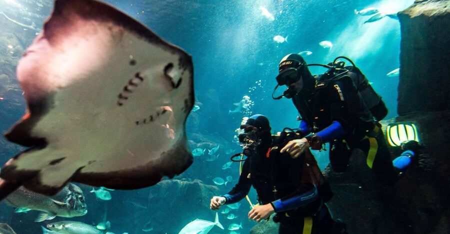 Porto Moniz: Diving with Sharks and Rays in Madeira Aquarium - The aquarium tour adds context before the water