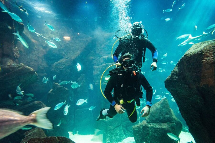 Porto Moniz: Diving with Sharks and Rays in Madeira Aquarium - The technical zone shows how an aquarium works