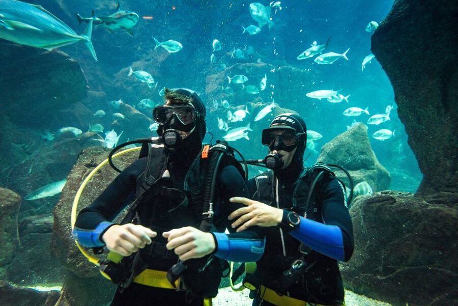 Porto Moniz: Diving with Sharks and Rays in Madeira Aquarium - The briefing makes first-time scuba feel manageable