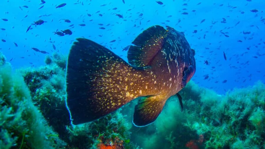 Porto-Vecchio: beginner diving in the Cerbicale Islands in the reserve - Forty minutes for snorkeling and island views