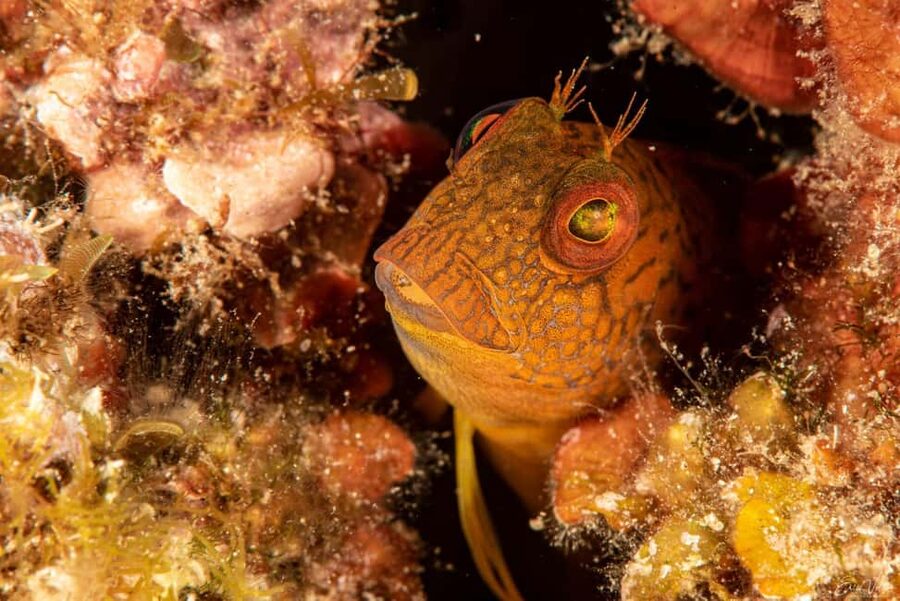 Porto-Vecchio: beginner diving in the Cerbicale Islands in the reserve - Who should choose this experience?
