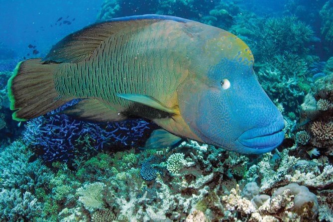 Poseidon Outer Great Barrier Reef Snorkeling and Diving Cruise from Port Douglas - Why Agincourt Reef is worth the long ride