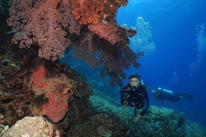 Poseidon Outer Great Barrier Reef Snorkeling and Diving Cruise from Port Douglas - Snorkeling support for beginners
