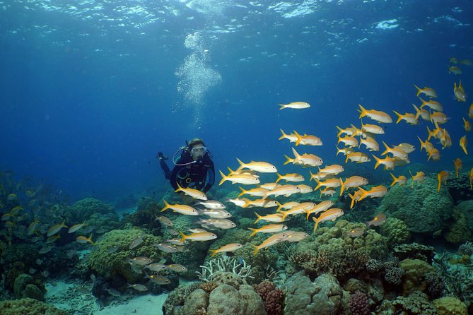Poseidon Outer Great Barrier Reef Snorkeling and Diving Cruise from Port Douglas - Food, drinks, and the practical rhythm of the day