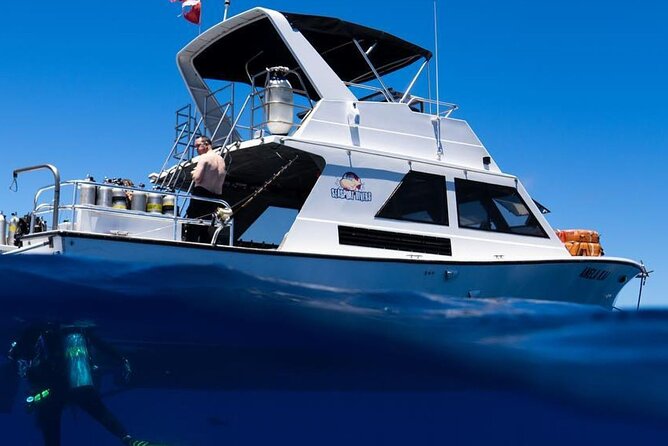 Premium Afternoon Scuba Charter for All Certified Diver Levels - Key points to know before booking