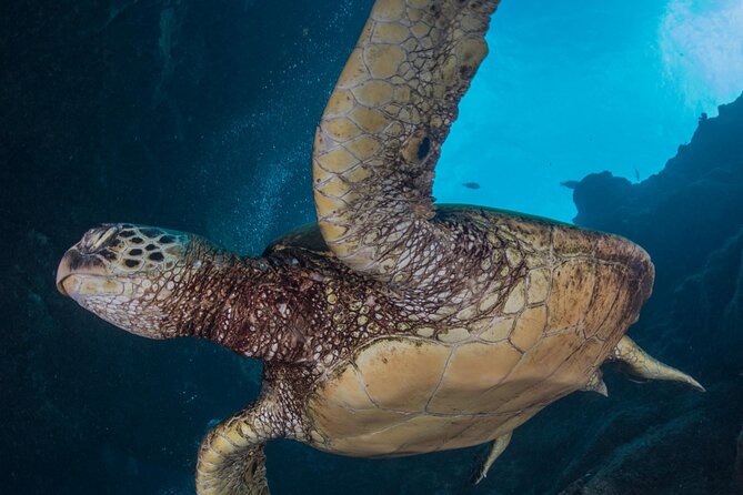 Premium Afternoon Scuba Charter for All Certified Diver Levels - What you might see beneath Kauai