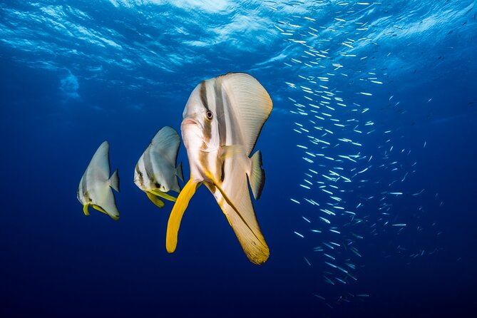 Premium Guided Dive Trip - Outer Great Barrier Reef - Reaching the Outer Great Barrier Reef from Port Douglas