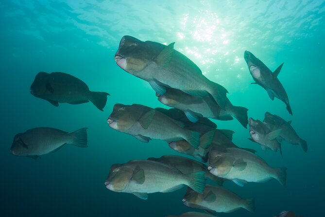 Premium Guided Dive Trip - Outer Great Barrier Reef - A full day that begins with preparation